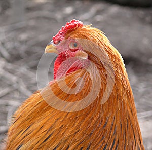 Brahma rooster