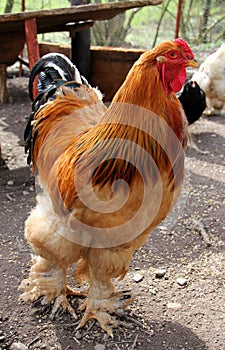 Brahma rooster