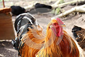 Brahma rooster