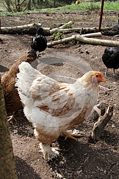 Brahma rooster