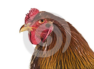 Brahma rooster, close up against white background