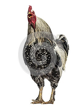 Brahma rooster crowing, isolated photo