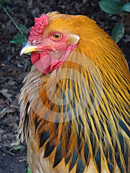 Brahma rooster portrait