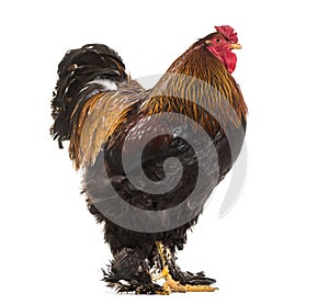 Brahma rooster, standing against white background
