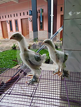 Brahma& x27;s chicks are a pair of dazzling beauties