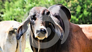 A brahma standing in a field.