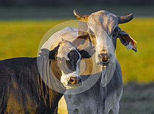 The Brahman Bos taurus indicus black and white female with small flies, sun shine pasture behind