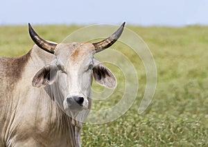 The Brahman or Brahma is bred in United States from cattle breed photo
