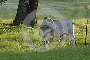 Brahman Bull photo