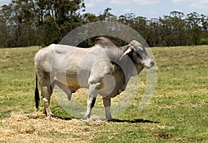 Brahman bull photo