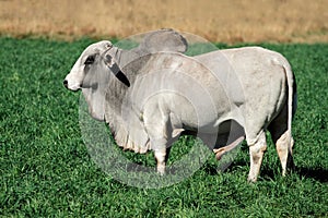 Brahman bull