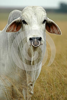 Brahman bull photo