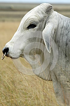 Brahman Bull photo