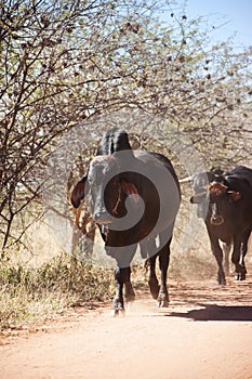 Brahman bull