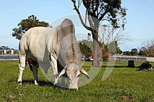 A Brahman bull facing the camera while grazing on a sunny day