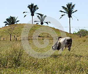 Brahman Bull Grazing