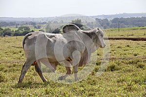 Brahman bull