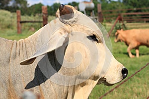 Brahman Bull - side view photo