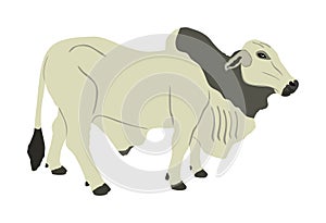 Brahman bull vector illustration isolated on white background. White Brahman cow. Zebu ox.