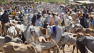 Brahman bull, Zebu and other cattle at one of the largest livestock market in the horn of Africa countries. Babile. Ethiopia.