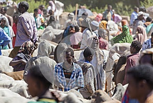 Brahman bull, Zebu and other cattle at one of the largest livestock market in the horn of Africa countries. Babile. Ethiopia.