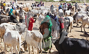 Brahman bull, Zebu and other cattle at one of the largest livestock market in the horn of Africa countries. Babile. Ethiopia.