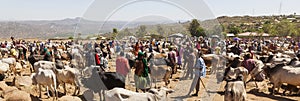 Brahman bull, Zebu and other cattle at one of the largest livestock market in the horn of Africa countries. Babile. Ethiopia.