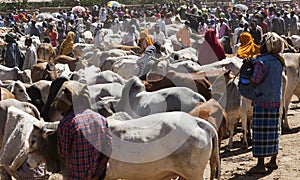 Brahman bull, Zebu and other cattle at one of the largest livestock market in the horn of Africa countries. Babile. Ethiopia.