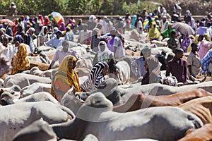 Brahman bull, Zebu and other cattle at one of the largest livestock market in the horn of Africa countries. Babile. Ethiopia.