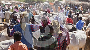 Brahman bull, Zebu and other cattle at one of the largest livestock market in the horn of Africa countries. Babile. Ethiopia.