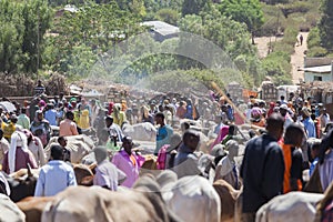 Brahman bull, Zebu and other cattle at one of the largest livestock market in the horn of Africa countries. Babile. Ethiopia.