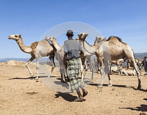 Brahman bull, Zebu and other cattle at one of the largest livestock market in the horn of Africa countries. Babile. Ethiopia.