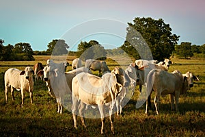 Brahman Cattle