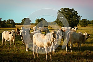Brahman Cattle photo