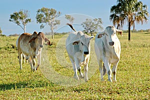 Brahman cattle