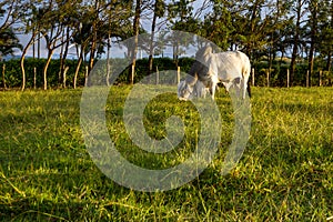 Brahman cattle - Bos Indicus