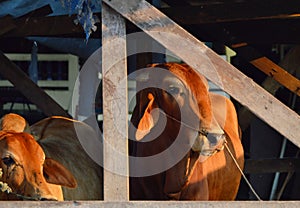 Brahman cattle in byre