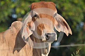 Brahman Cattle close up photo
