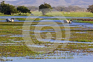 Brahman Cattle and Ducks  840944