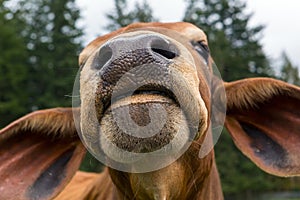 Brahman Cattle Facial Closeup