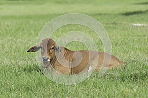 Brahman cattle in a green field.American Brahman Cow Cattle Grazing on Grass on the Farm Closeup