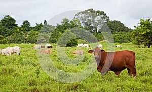 Brahman cattle photo