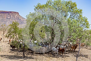 Brahman Cattle resting in Shade at the foot of the Cockburn Range, El Questro Station