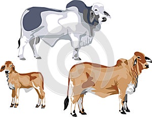 Brahman cattle vector photo