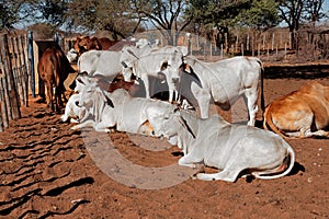 Brahman cattle