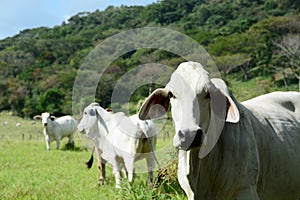 Brahman Cow photo