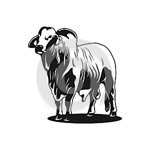 brahman cow logo, vector image