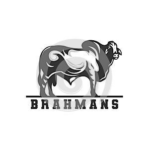Brahman cow logo, vector logo.