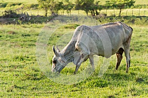 Brahman cow in Martinique