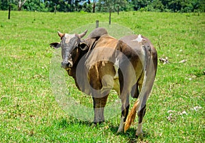 Una vaca de pie en medio de prado verde masticación césped a buscando 